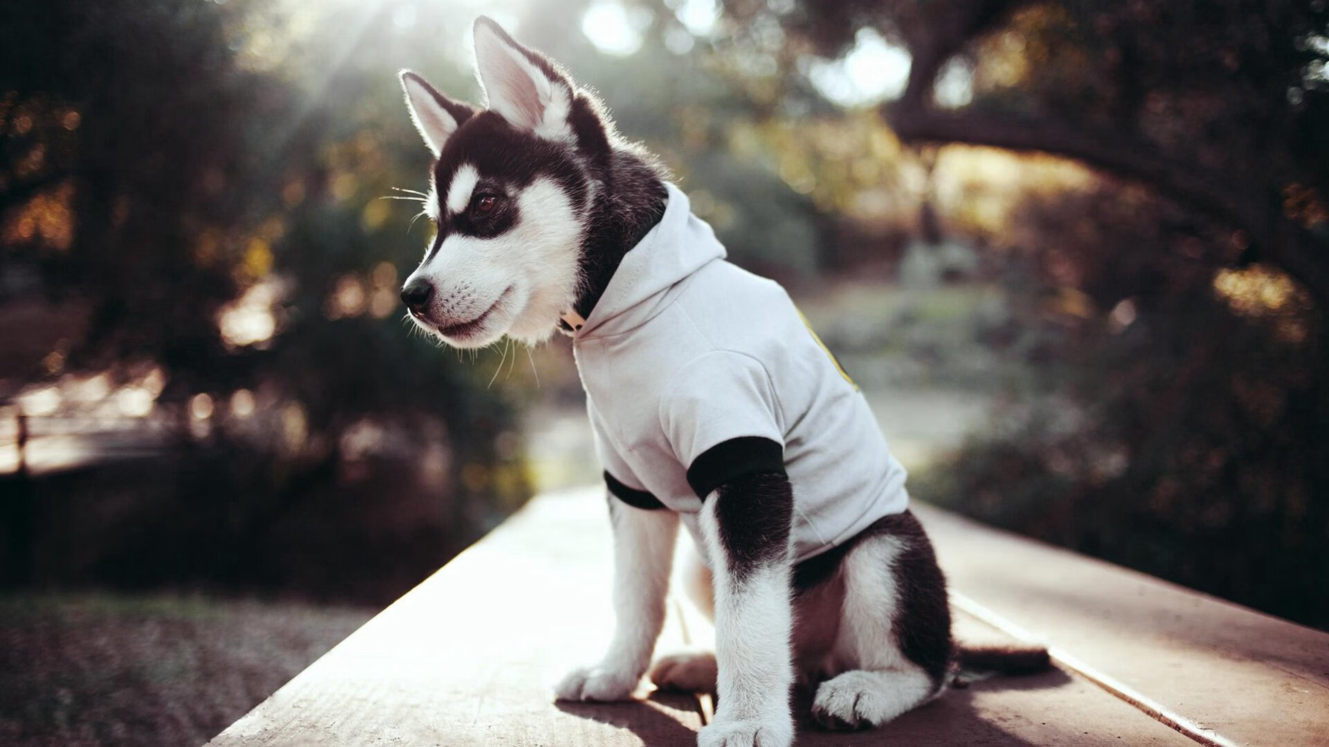 亚冠联赛中国青年队惨败 球迷期待教练调整,亚冠青训