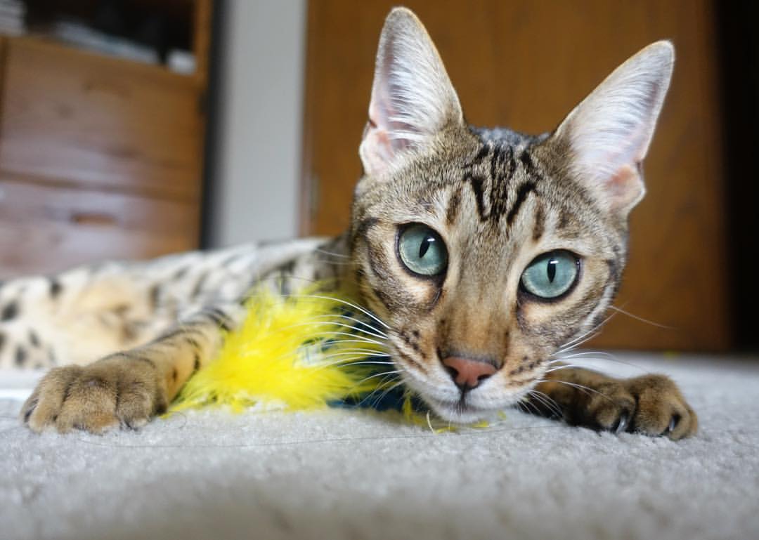 绿色低碳足球装备在青少年体育中全面推广,践行可持续发展,绿色低碳活动有哪些