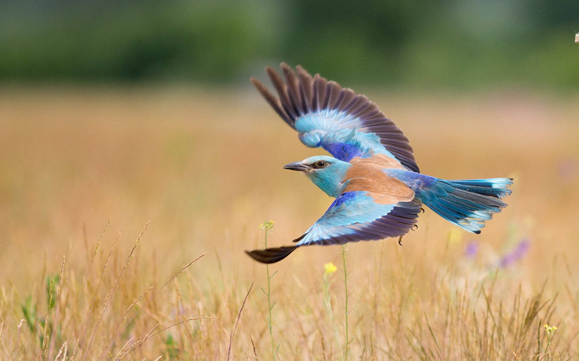 英超经典反击：瞬间撕裂对手防线的快攻，英超的对抗