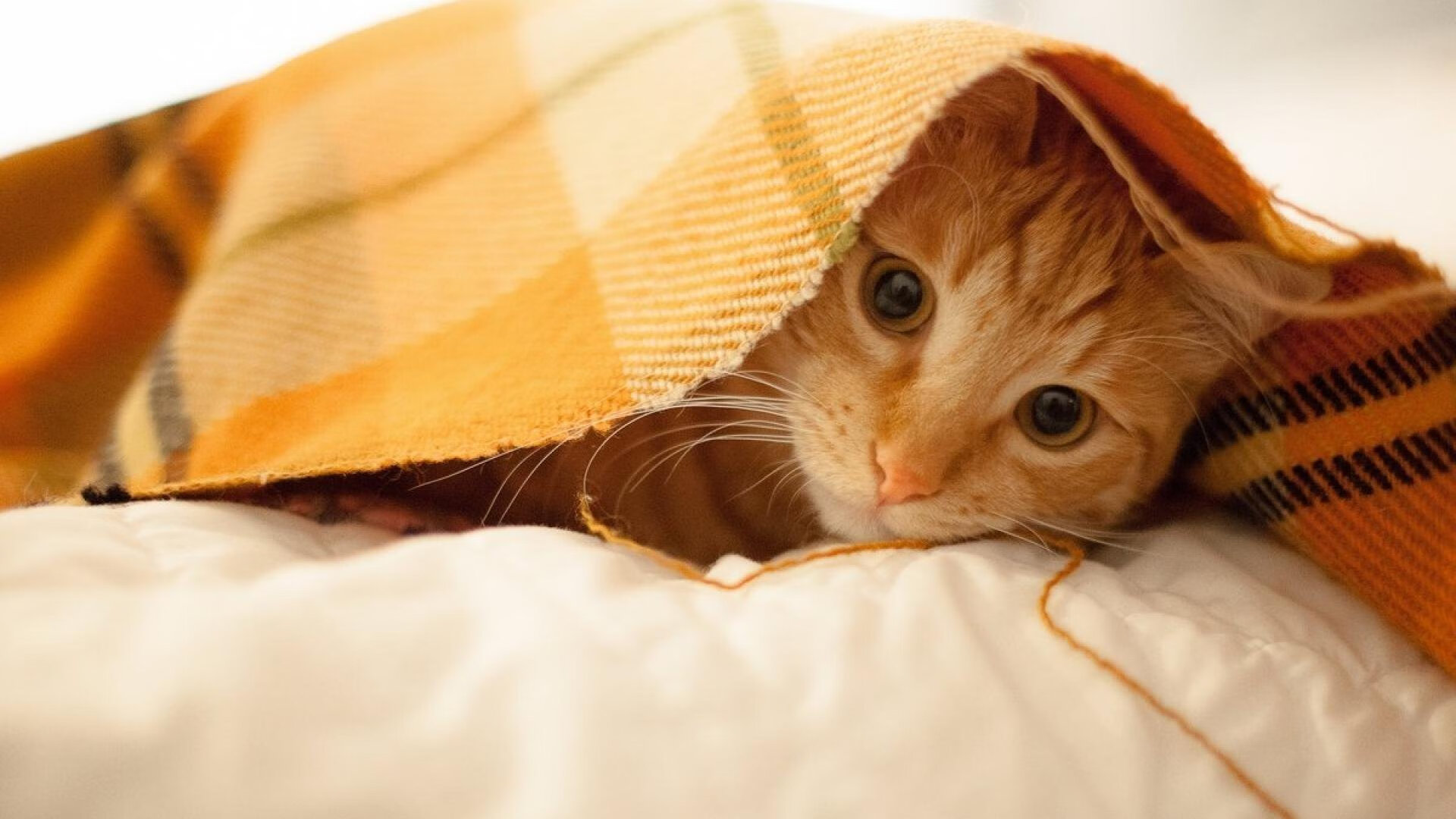 4任书记落马，玉溪反腐形势严峻，云南玉溪书记